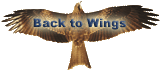 Back to wings